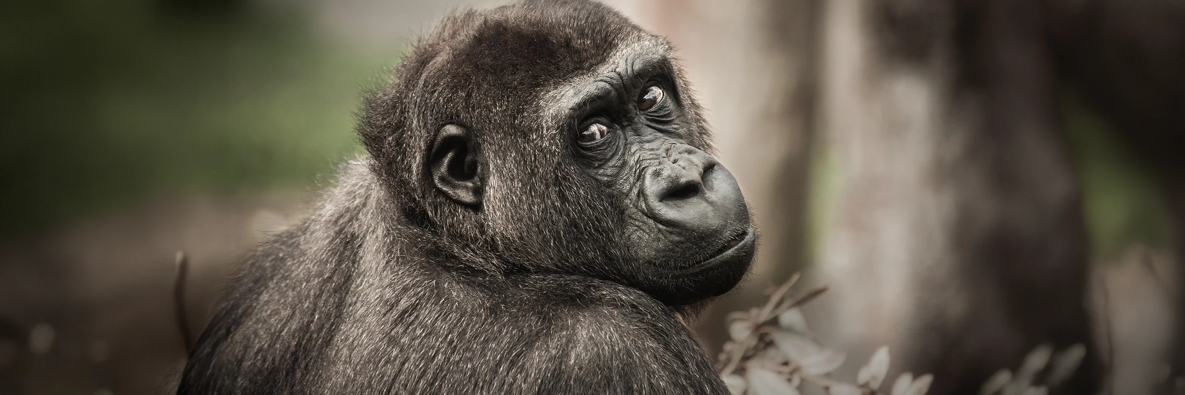 Nahaufnahme eines wilden Gorillas in Ruanda – ein Highlight beim Gorilla-Trekking.