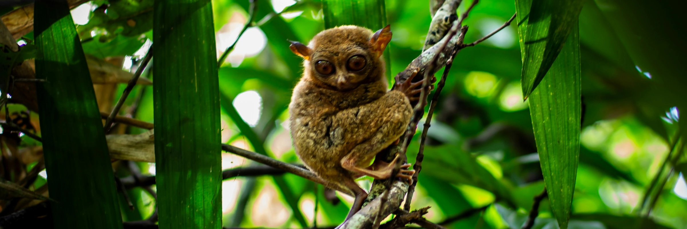 Ein kleiner, brauner Koboldmaki mit großen Augen klammert sich an einen Ast im dichten, grünen Regenwald von Indonesien.