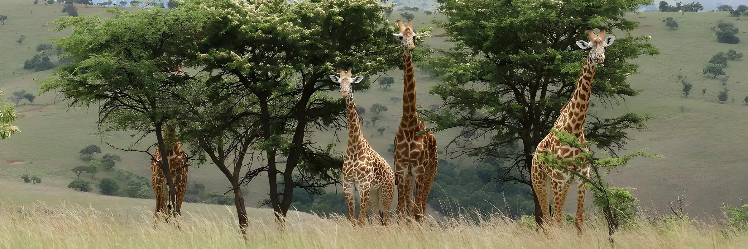 Masai-Giraffen im Akagera-Nationalpark in Ruanda