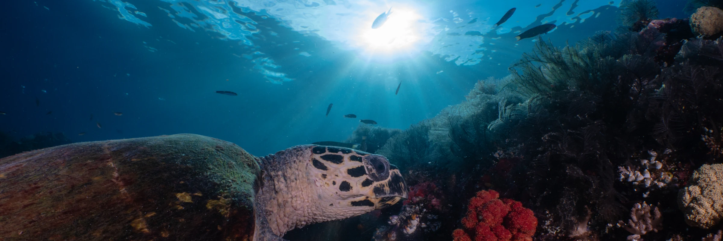 Eine große Meeresschildkröte schwimmt an einem bunten Riff im lichtdurchfluteten, klaren Wasser von Raja Ampat.