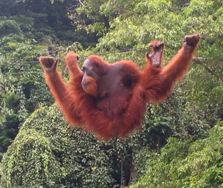 Ein Sumatra-Orang-Utan hangelt sich an einem Seil durch den dichten Regenwald von Bukit Lawang in Indonesien.