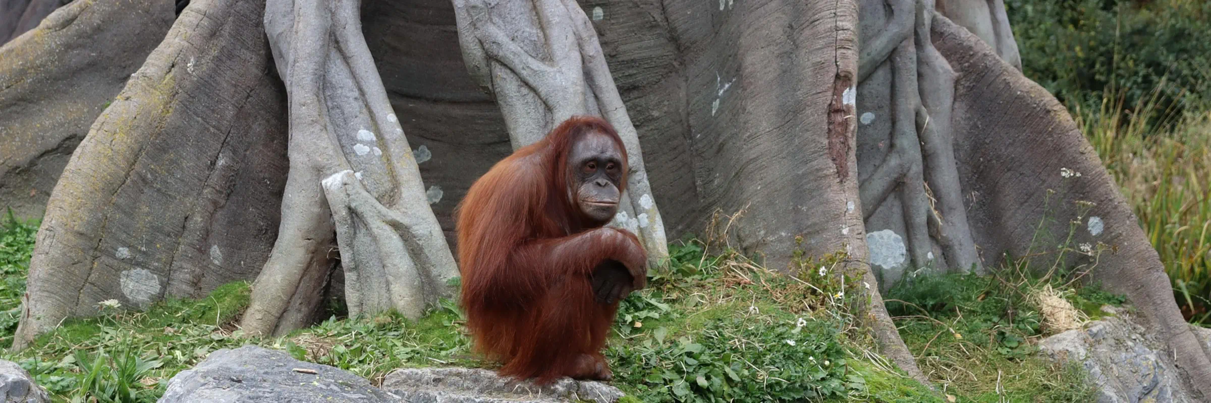 Ein wilder Orang-Utan sitzt entspannt im dichten, grünen Gebüsch des Regenwalds in Bukit Lawang auf Sumatra.