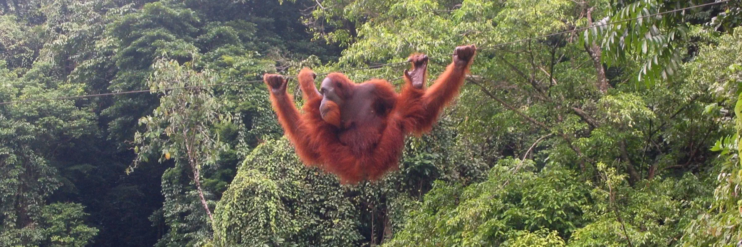 Ein Sumatra-Orang-Utan hangelt sich an einem Seil durch den dichten Regenwald von Bukit Lawang in Indonesien.