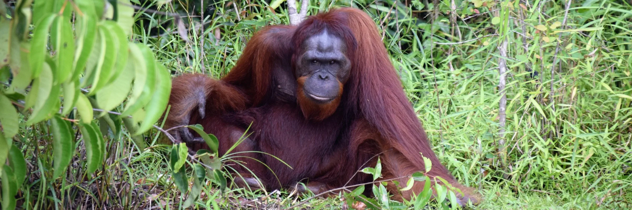 Ein rothaariger Orang-Utan sitzt auf dem Waldboden vor den riesigen, markanten Wurzeln eines Urwaldbaums im Gunung Leuser Nationalpark.