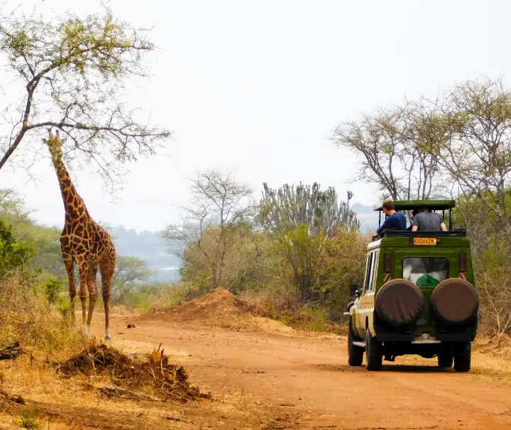 Safari-Tour im Akagera-Nationalpark in Ruanda