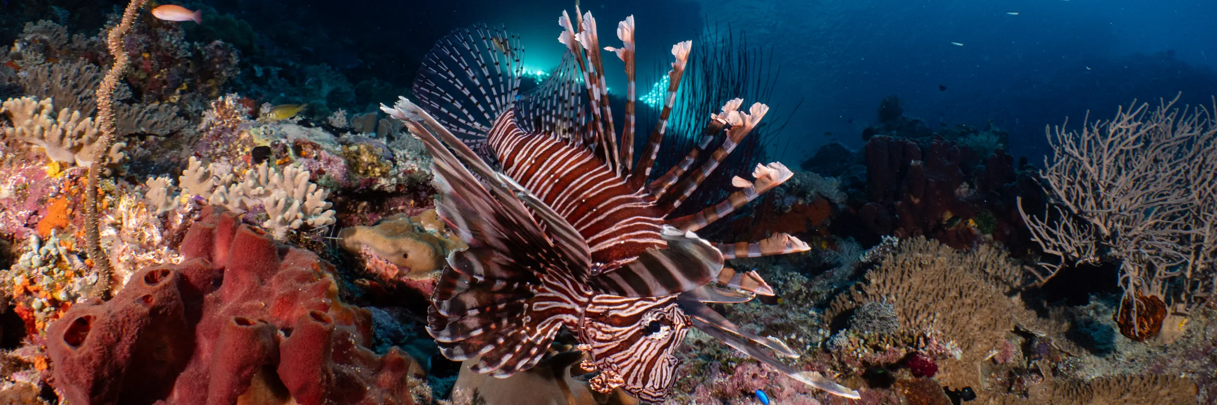 Ein farbenprächtiger Rotfeuerfisch in einem intakten Korallenriff in Raja Ampat während eines Tauchgangs.