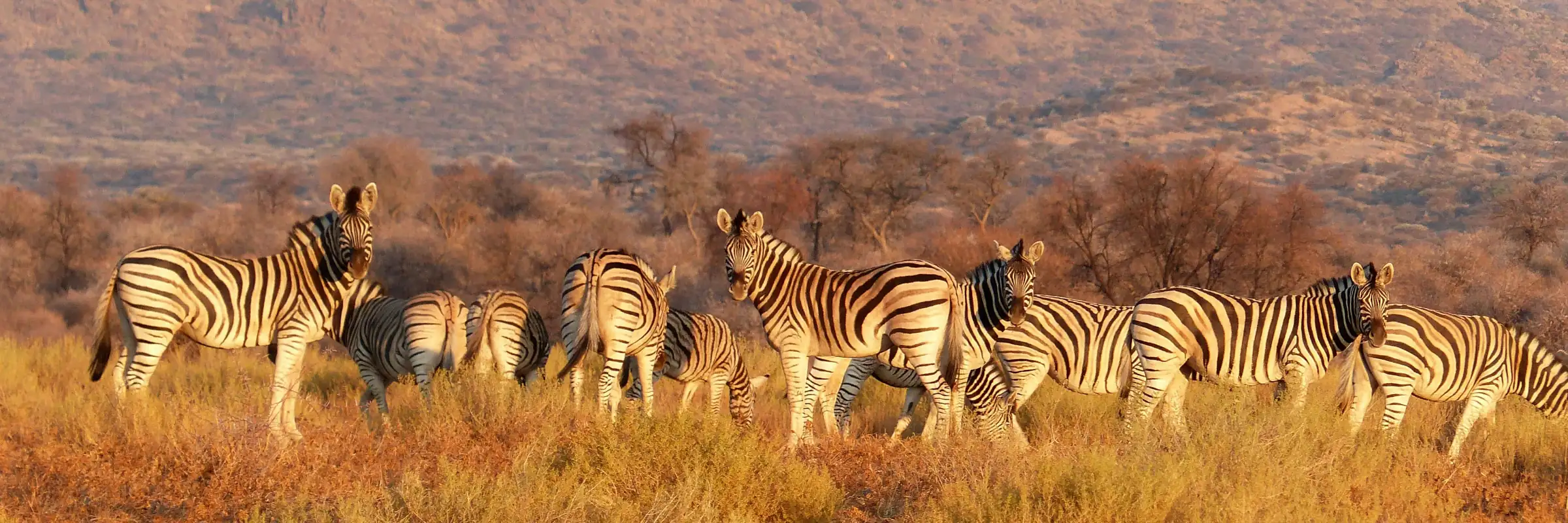 Bergzebras in einer Steppenlandschaft in Namibia