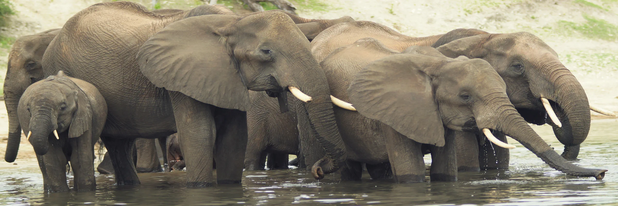 Afrikanische Elefantenherde mit Jungtieren beim Erfrischen und Trinken im Fluss