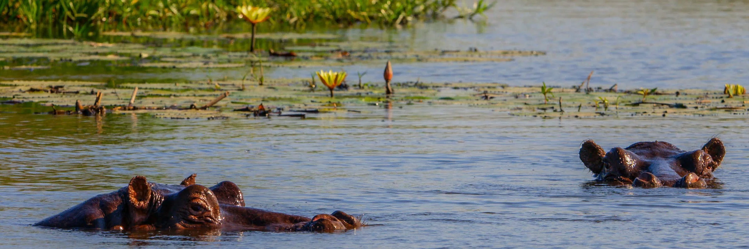 Zwei Flusspferde tauchen zwischen Seerosen im ruhigen Wasser des Okavango Deltas