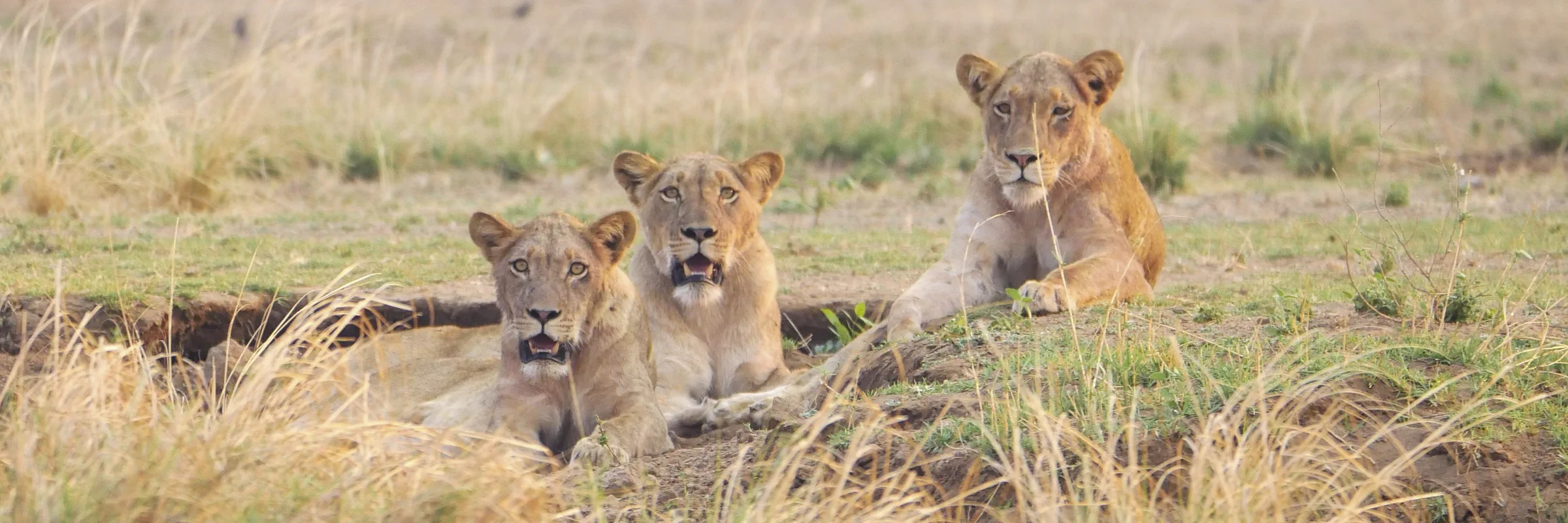 Drei junge Löwinnen ruhen in einer Erdmulde während einer Safari in Südafrika