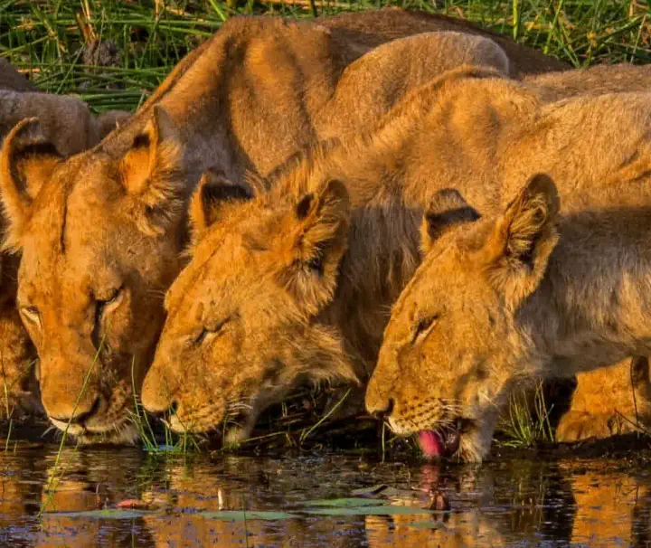 Ein Löwenrudel trinkt im goldenen Abendlicht an einem Wasserloch im Okavango Delta