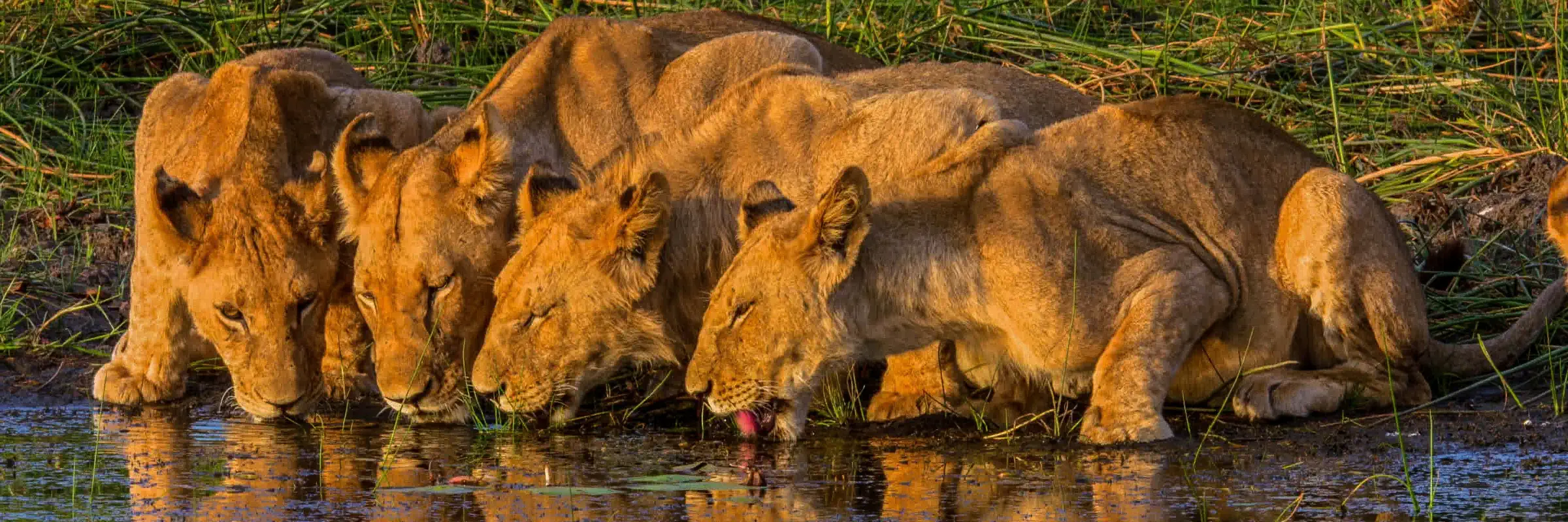 Ein Löwenrudel trinkt im goldenen Abendlicht an einem Wasserloch im Okavango Delta
