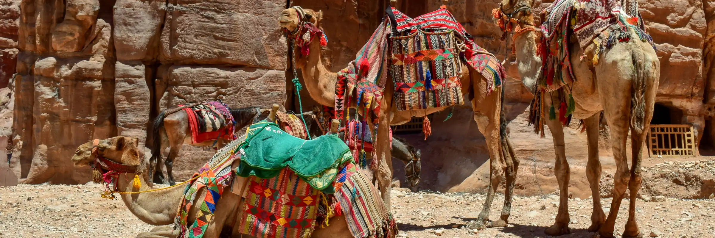 Mit Decken geschmückte Dromedare vor den Sandsteinfelsen der antiken Stadt Petra in Jordanien