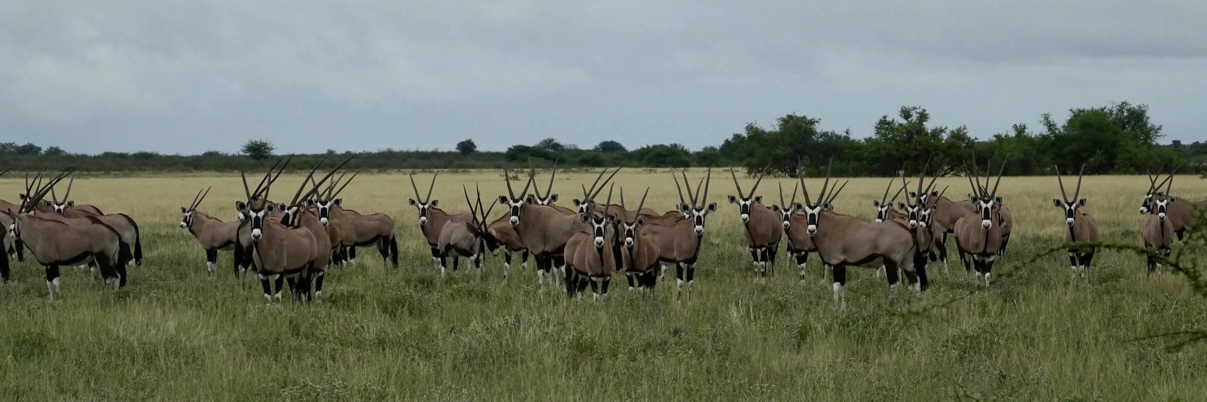 Herde von Oryx-Antilopen (Spießböcken) in der weiten afrikanischen Savanne