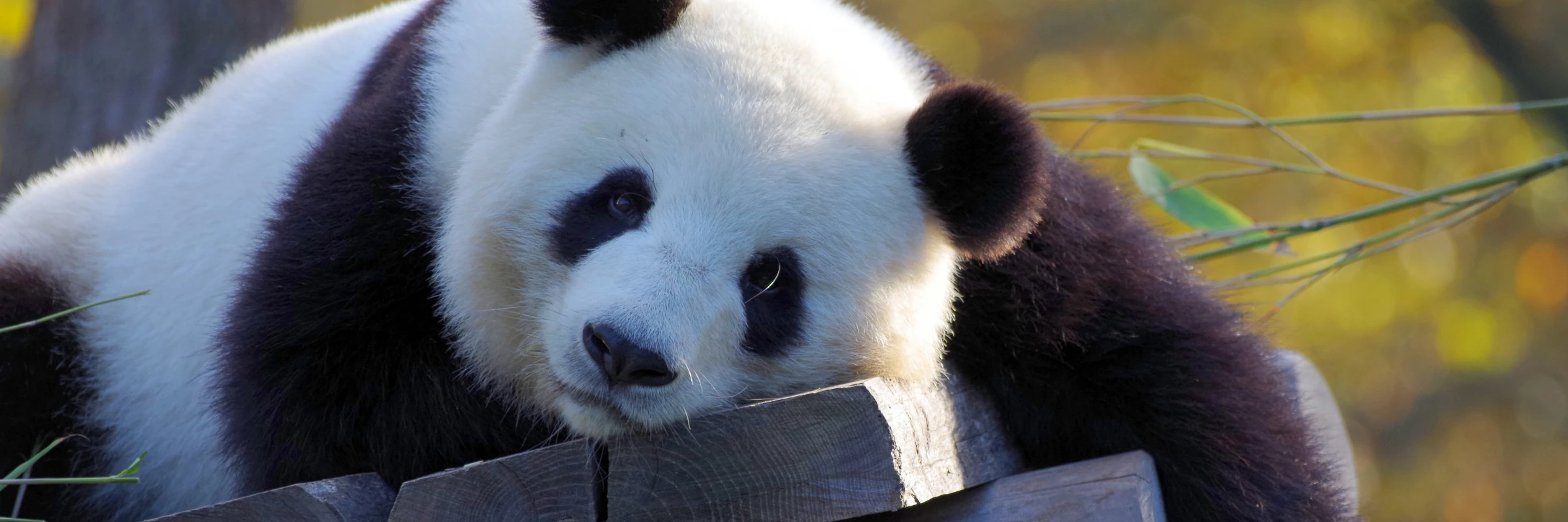 Pandabär in China