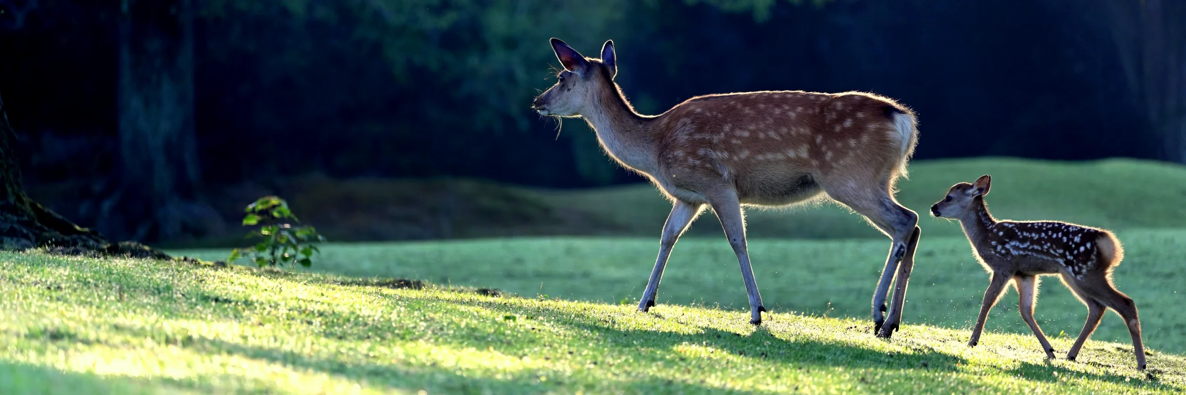 Sikawild-Weibchen mit Rehkitz im japanischen Nara-Park