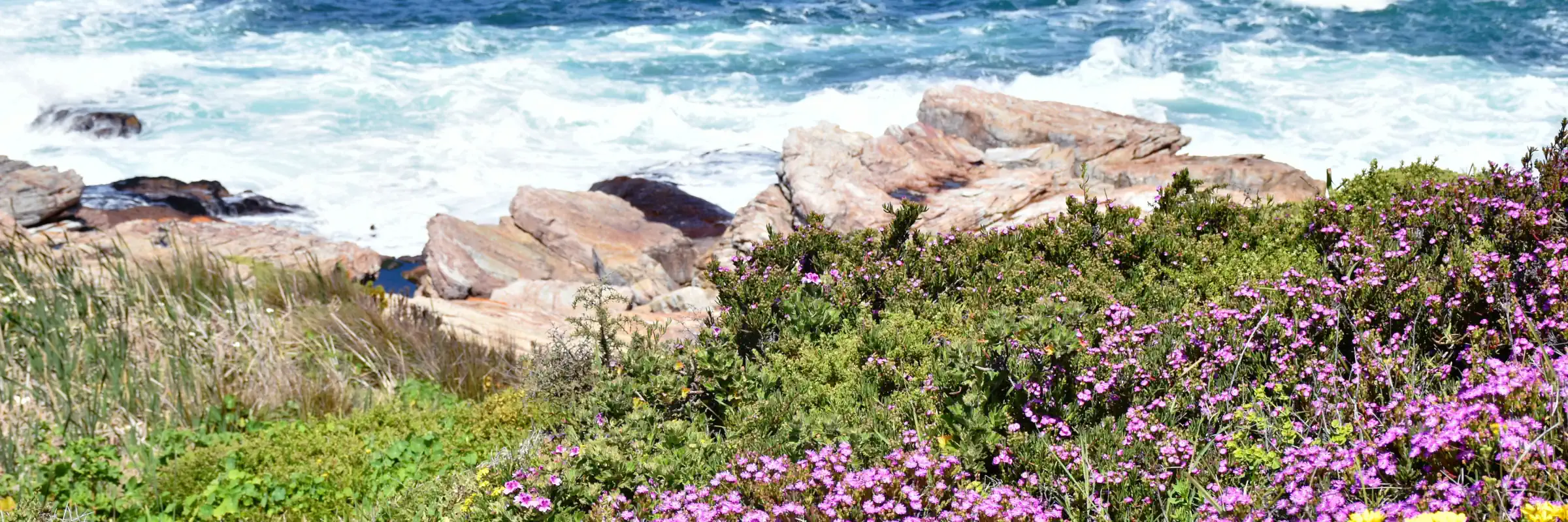 Blühender Fynbos an der felsigen Küste Südafrikas mit Wellen des Ozeans
