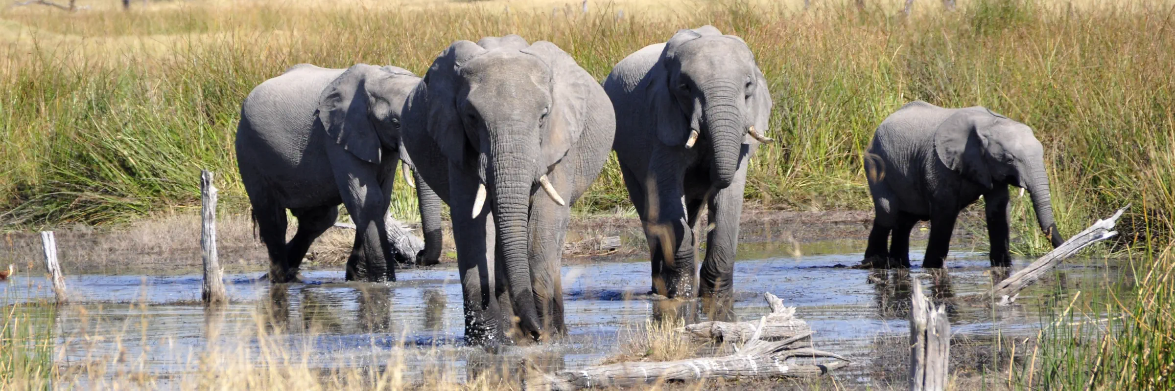 Eine Elefantenherde mit Jungtier durchquert ein seichtes Gewässer im afrikanischen Busch