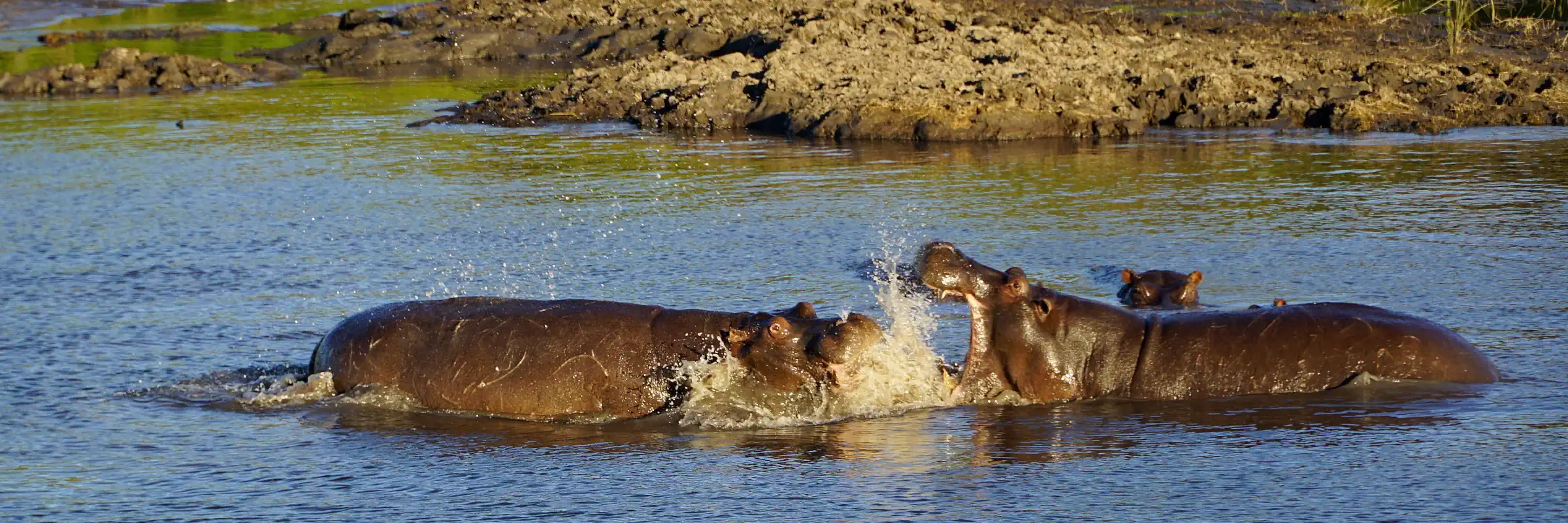 Zwei kämpfende Flusspferde im Chobe-Fluss mit weit aufgerissenem Maul und spritzendem Wasser