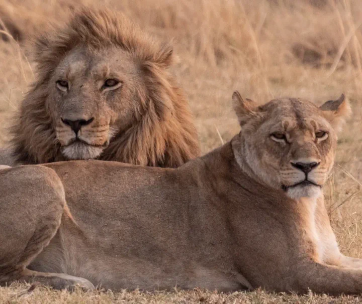 Ein männlicher Löwe mit Mähne und eine Löwin liegen nebeneinander im trockenen Savannengras