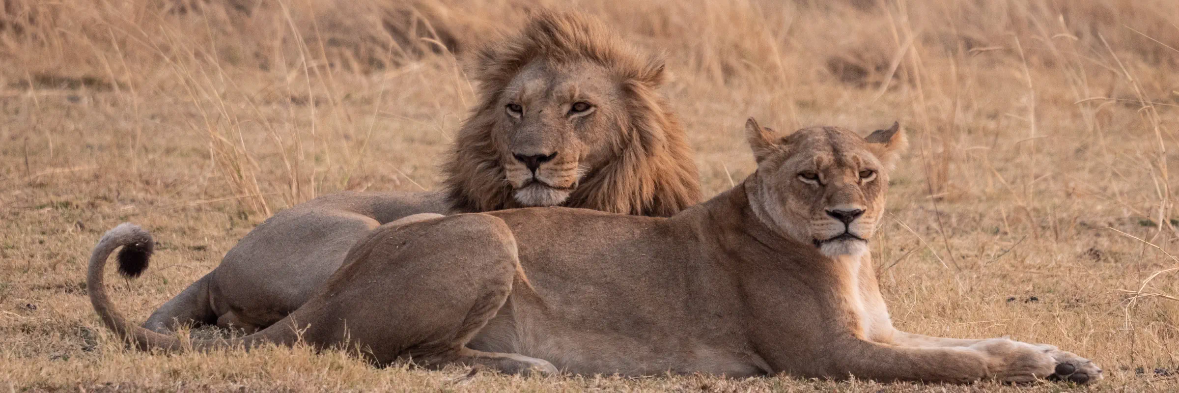 Ein männlicher Löwe mit Mähne und eine Löwin liegen nebeneinander im trockenen Savannengras