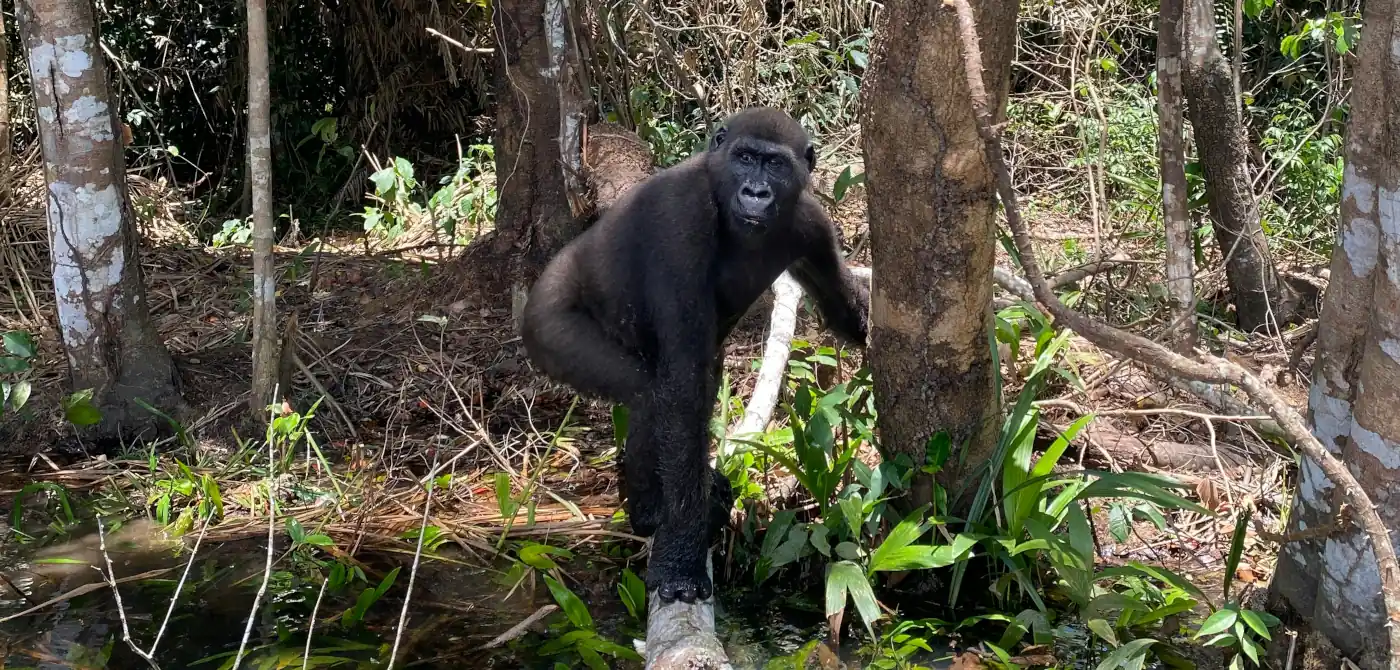 Flachlandgorilla im tropischen Lebensraum in der der Republik Kongo