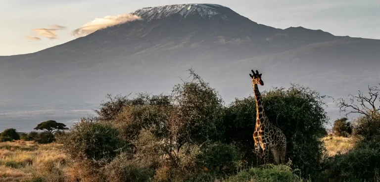 Giraffe in der Savanne des Kilimandscharo Nationalpark Giraffe in der Savanne des Kilimandscharo Nationalpark