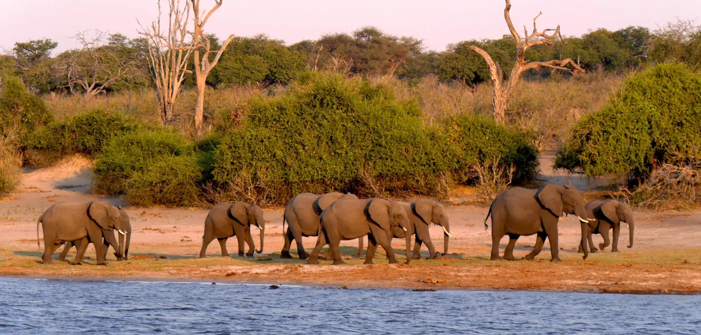 Herde afrikanischer Elefanten am Ufer des Chobe-Flusses in Botswana