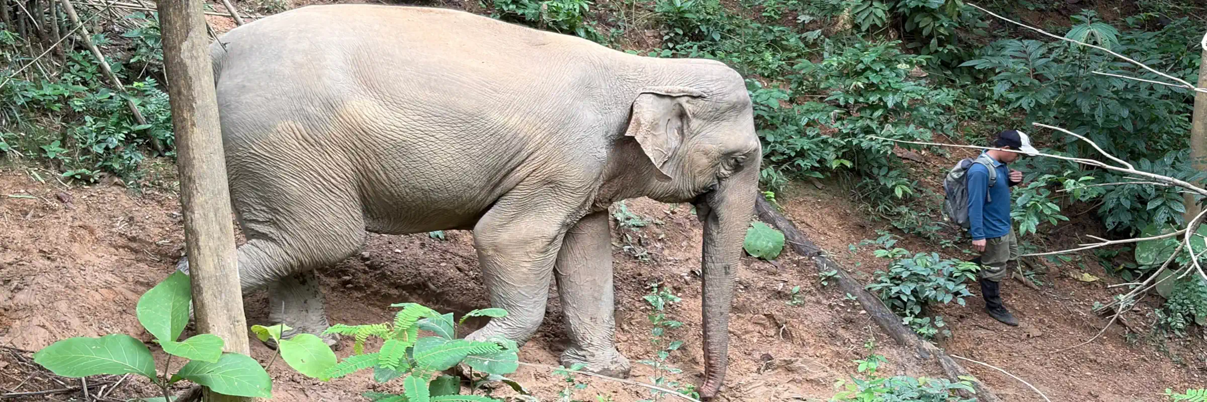 Geführte Dschungelwanderung mit Elefanten im MandaLao Elephant Conservation bei Luang Prabang in Laos