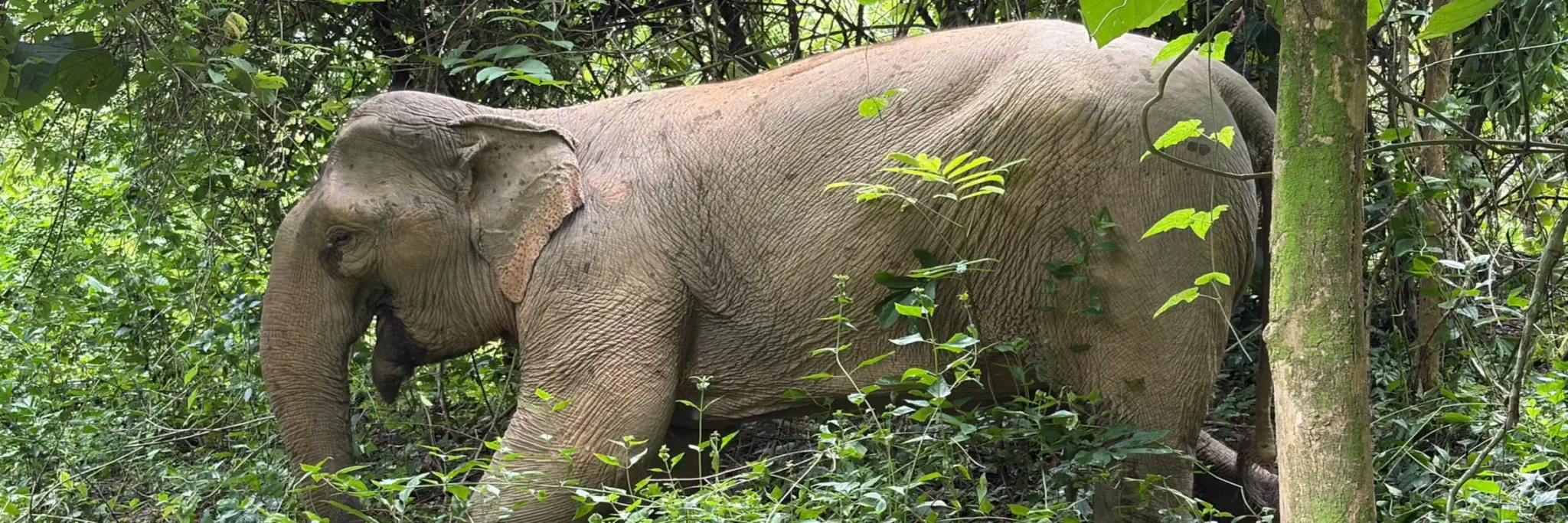 Geretteter Elefant im dichten Dschungel des MandaLao Elephant Conservation nahe Luang Prabang in Laos