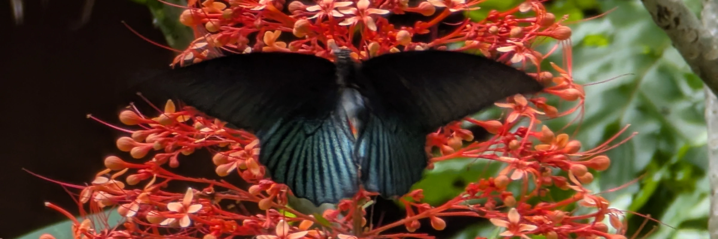 Schwarzer tropischer Schmetterling auf roter Blüte im Garten des River Kwai Resotel