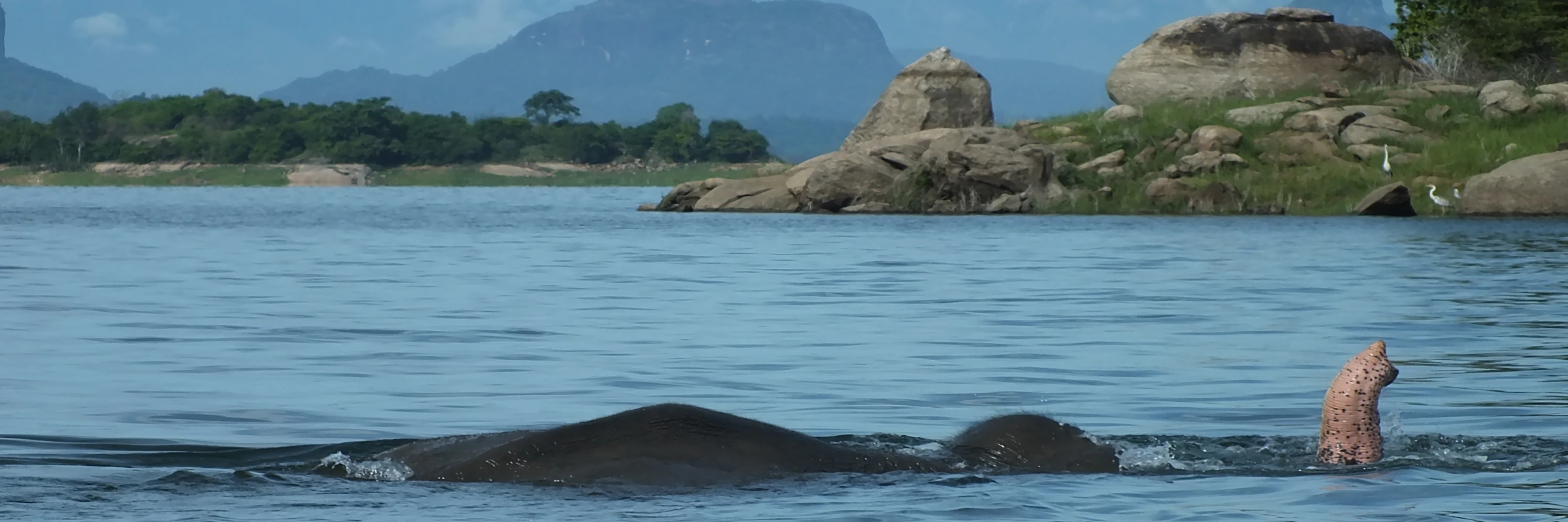 Ein schwimmender Elefant im kühlen Wasser mit hochgestrecktem Rüssel vor einer Kulisse aus Felsen und grünen Hügeln im Gal Oya Nationalpark.