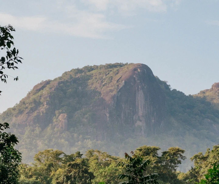 Blick durch ein üppiges grünes Blätterdach auf mächtige, steile Felsformationen vor blassblauem Himmel im Gal Oya Nationalpark in Sri Lanka.